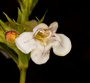 Penstemon deustus 20-0041